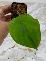 Private sale: Philodendron white knight slightly rooted.
