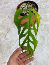 Private Sale: Monstera esqueleto rooted 1 big leaf and 1 new sprout rooted $175