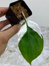 Private sale: Philodendron white knight slightly rooted $125