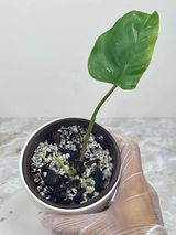 Private sale: Philodendron white princess 1 leaf 1 sprout rooted