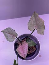 Private sale: Syngonium green splash slightly rooted