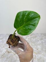 Private sale: Philodendron white princess rooting in moss