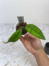 Private sale: Hoya finlay crippled leaf