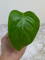 Private sale: Philodendron white princess rooted 1 leaf 1 sprout great variegation on the stem $65