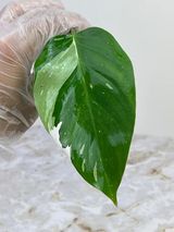 Private sale: Philodendron white princess rooting 1 leaf and 1 sprout $85