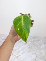 Private sale: Philodendron white princess