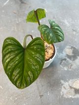 Private Sale: Philodendron mamei silver cloud rooted $65