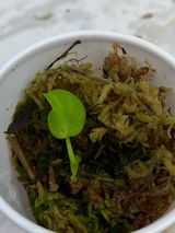Private sale: Philodendron verrucosum cobra slightly rooted