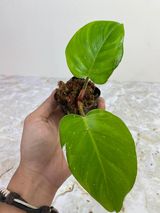 Private Sale: Philodendron white princess 2 leaves and 1 sprout rooting $85
