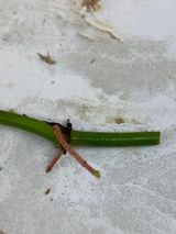Private Sale: Verrucosum Dark rooting node