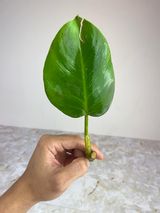 Private sale: Philodendron white wizard unrooted cuttings. $65