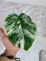 Private Sale: Monstera albo rooted $235
