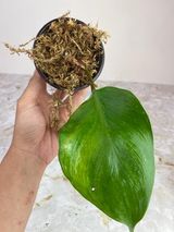 Private sale: Philodendron white knight unrooted cutting rooting in moss: $70