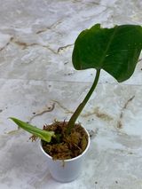Private sale: Philodendron white princess slight rooted 2 leaves cutting