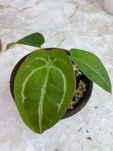 Private sale: anthurium forgetii rooted