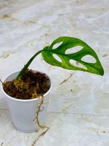 Private Sale: Monstera adansonii mint rooted 1 leaf and 1 more on the way $300