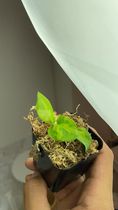 Private Sale: free addon: global green pothos