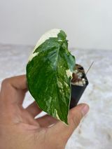 Private sale: Epiprenum pinnatum variegated $35