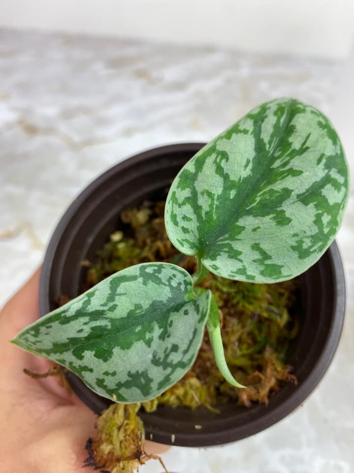 Private sale: Scindapsus silver lady $25