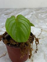 Private sale: Philodendron mamei silver cloud