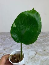Private sale: Philodendron White knight unrooted cutting $70