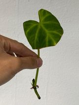 Private sale Philodendron verrucosum dark rooting 1 leaf 1 sprout. Mother plant is in comment. $55