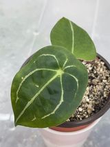 Private sale Anthurium forgetii rooted $45