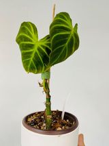 Private sale Philodendron verrucosum cobra 3 leaves. Striking red back. $185