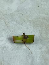 Reserved: Grower Choice:  Philodendron white wizard unrooted node $45