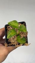 Private sale: Free addon global green pothos