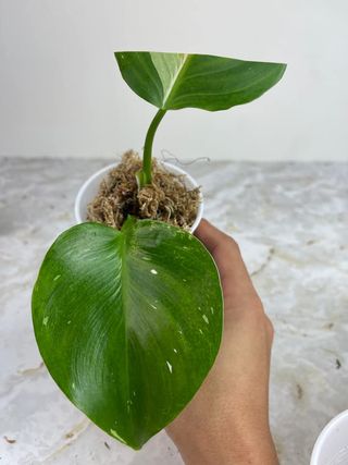 Private sale: Philodendron white wizard top cut rooting in moss $90