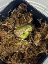 Private sale: monstera adansonii aurea rooted double (or maybe triple) node: $265