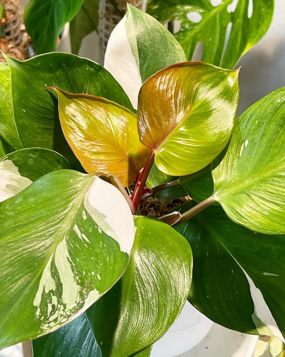 Philodendron White Knight Tricolor Rooting