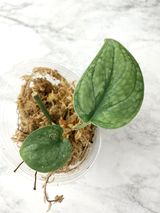 Reserved: Scindapsus Silver Cloud