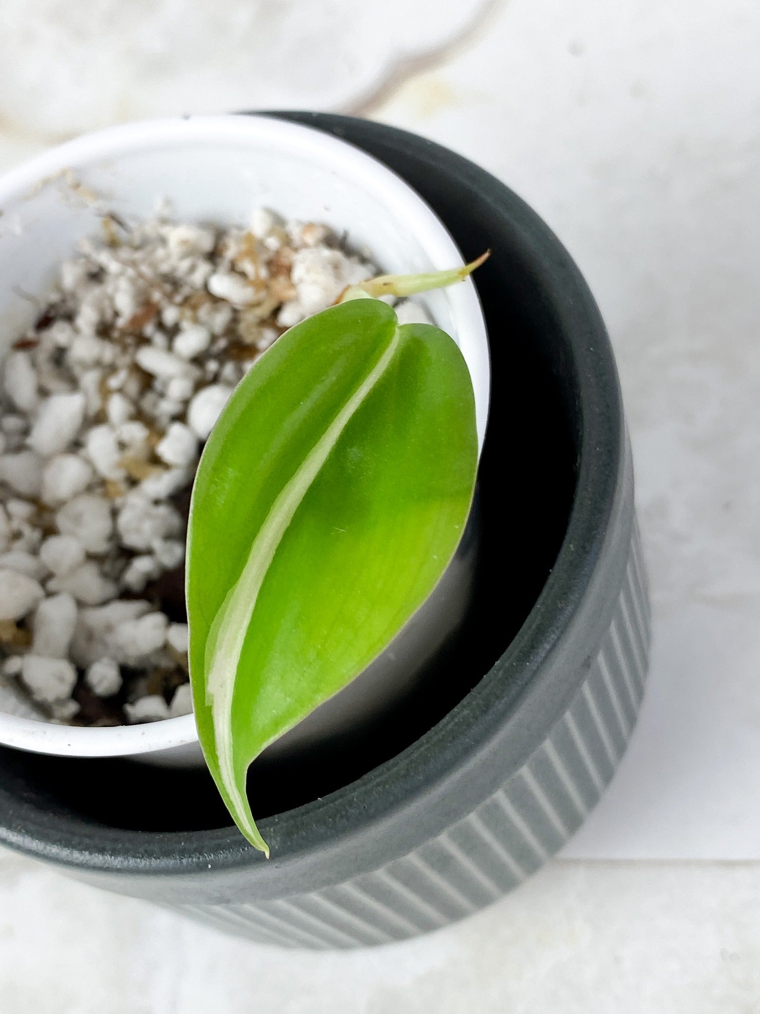 NOT FOR SALE: Free addon Philodendron Cream splash
