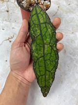Hoya clemensiorum rooted 9” long