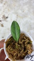 Do not buy: Free addon: Hoya Crassipetiolata