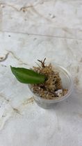 Hoya kennejiana variegated rooting