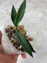 Hoya mirabilis rooted