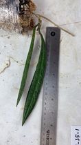 Hoya sulawesiana slightly rooted 2 leaves 8” long