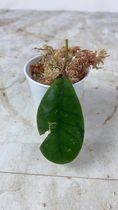 Hoya gunung gading slightly rooted