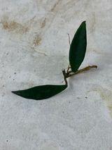 Not for sale: Free addon: hoya mirabilis cutting