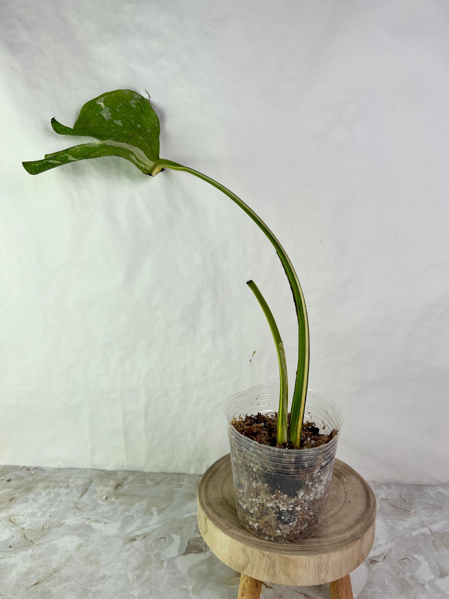 DO NOT BUY: Monstera Thai Constellation  Rooting Top Cutting