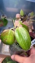 Hoya png sv 432 2 leaves 1 baby leave Slightly Rooted