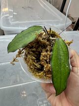 Hoya erythrina 2 leaves Rooted