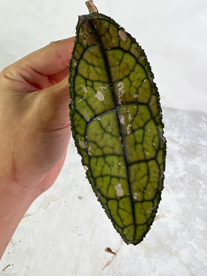 Hoya Clemensiorum  Rooting