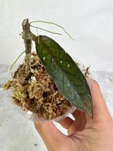 Hoya tenggamus 1 leaf rooted