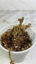 Hoya clemensiorum rooted node