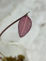 Hoya new guinea ghost 2 leaf rooted