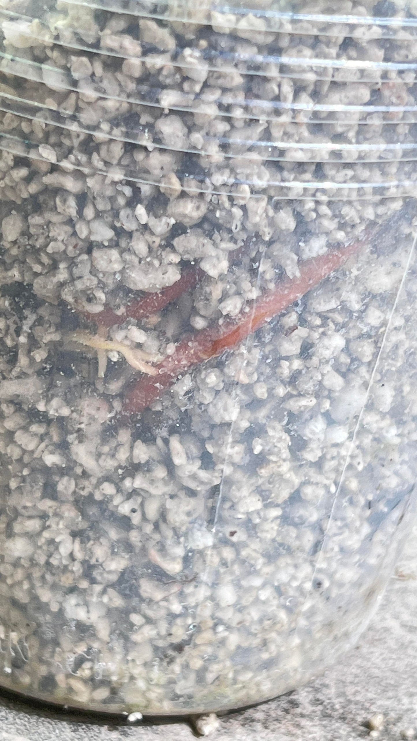 Anthurium Regale rooted node